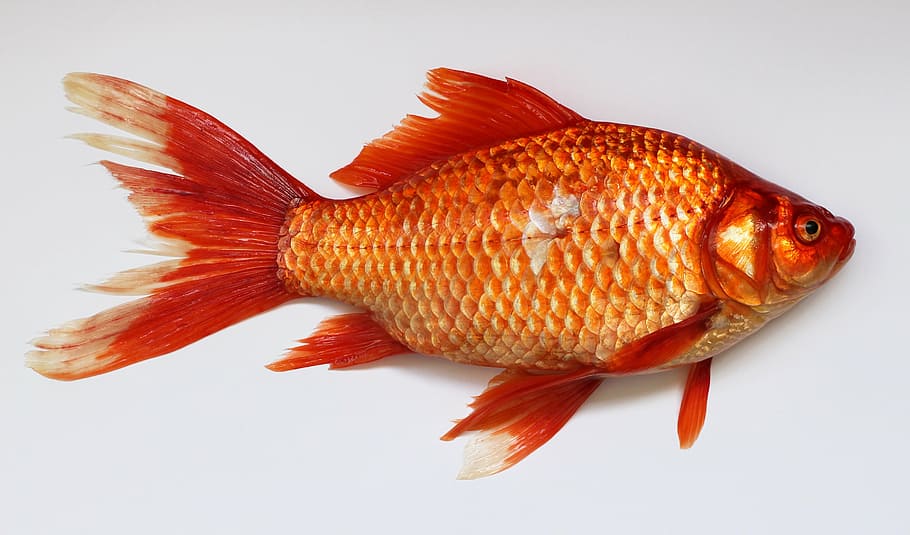 orange, fish, white, background, goldfish, carassius, golden, red, animal, carp