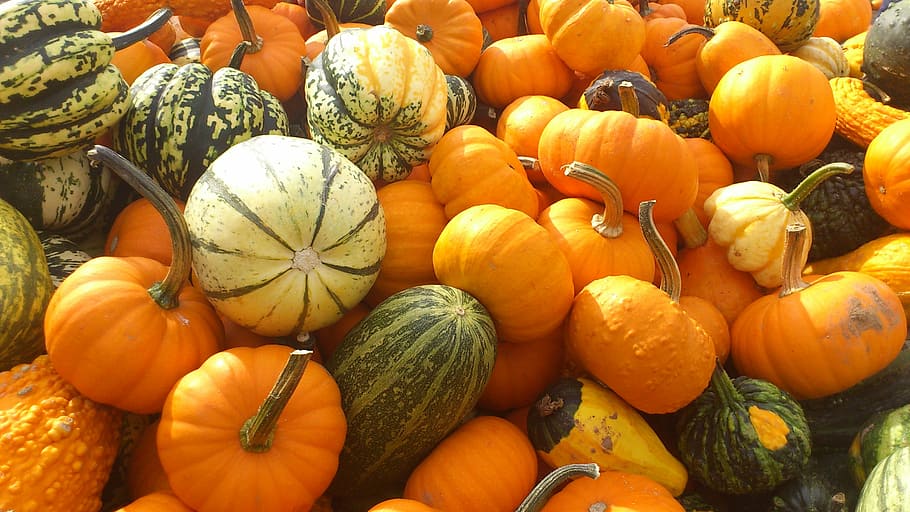 close-up, banyak, labu, halol, halloween, makanan, musim gugur, warna-warni, frisch, panen