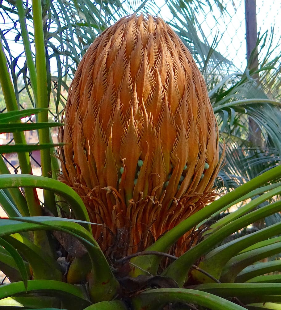 cycad, sago palm, cone, female, karnataka, india, plant, growth, close-up, tree