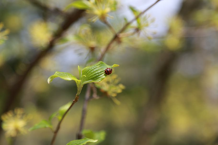 noel online gift shop, nature, plants, leaf, outdoors, wood, insects, ladybug, bug, green