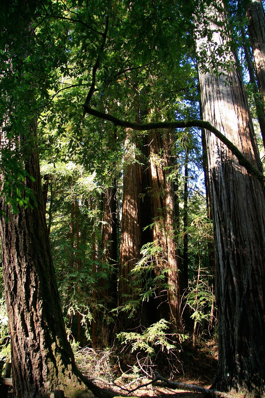 secoya, gigante, árboles, california, camino, natural, alto, escénico, grande, senderismo
