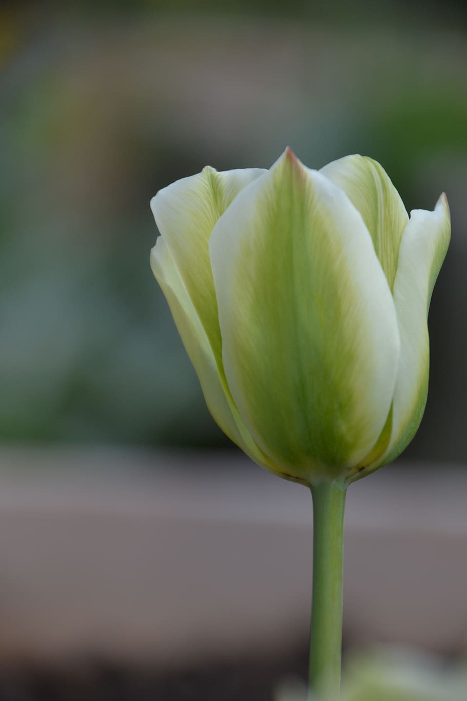 tulipán, tulipa, primavera, flora, schnittblume, flores, naturaleza, jardín, flor, planta