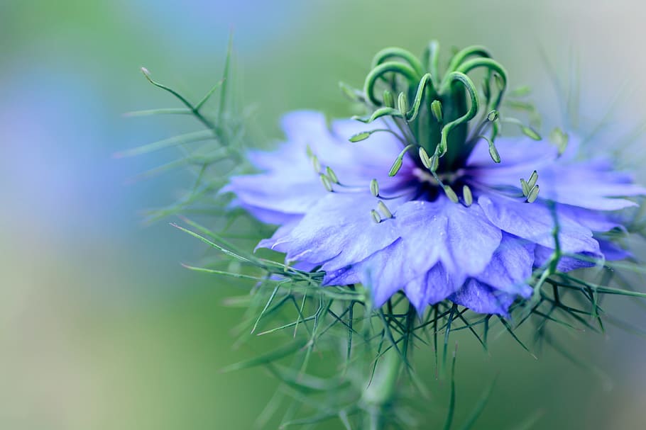 flor de pétalos púrpura, flores, nigella, planta, natural, dama desigual, bush is the devil, azul, verde, fantasía