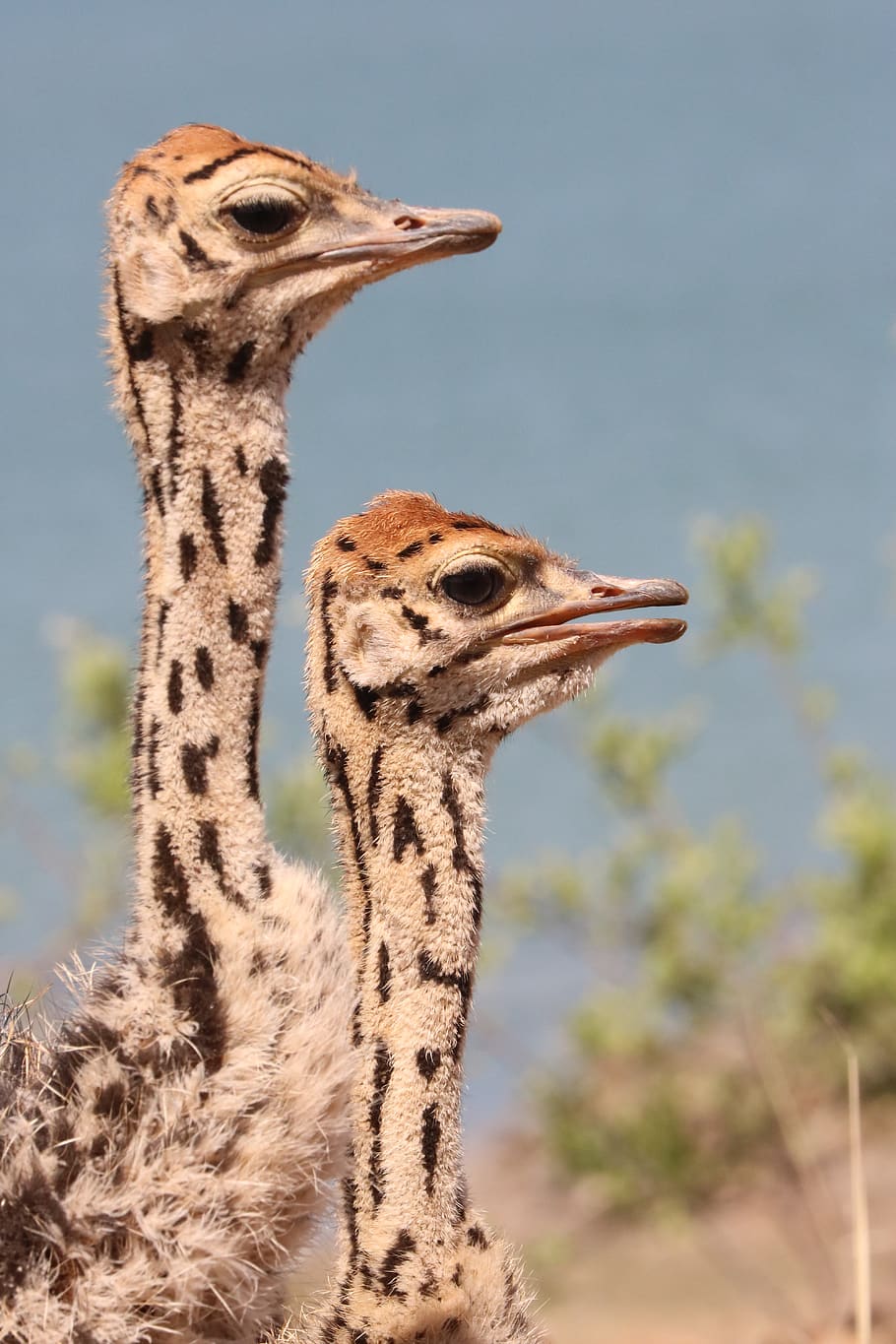 ostriches, young ostriches, portrait, bird, flightless bird, wildlife, south africa, africa, ostrich chicks, chicken