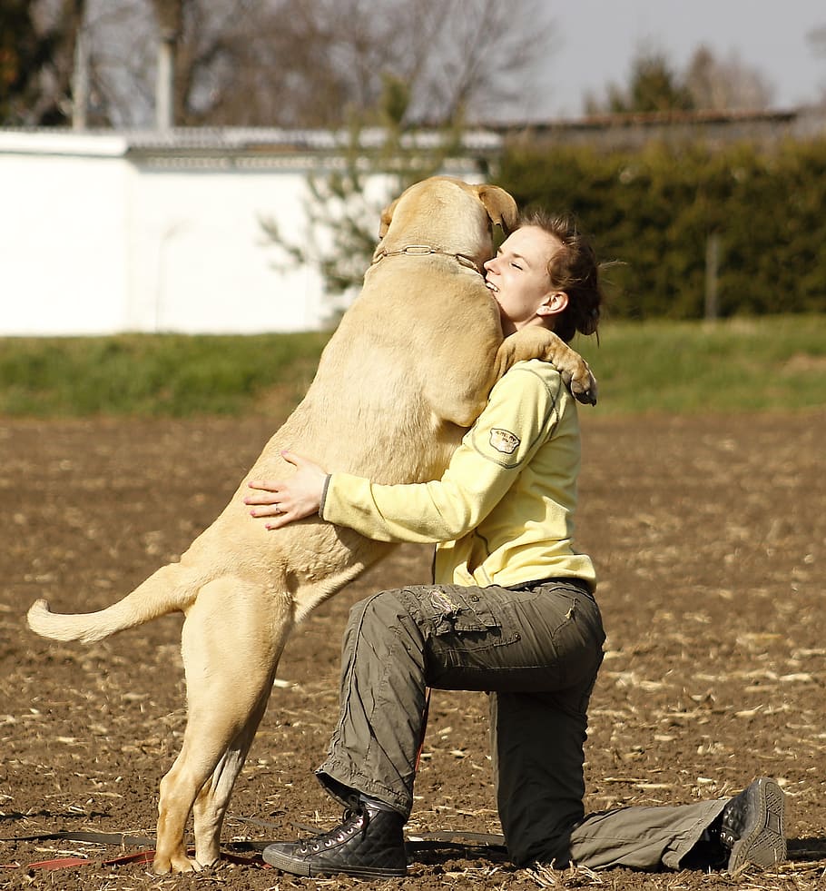 mulher, abraçando, adulto, amarelo, campo, cão, menina, francês, jovem, animal de estimação