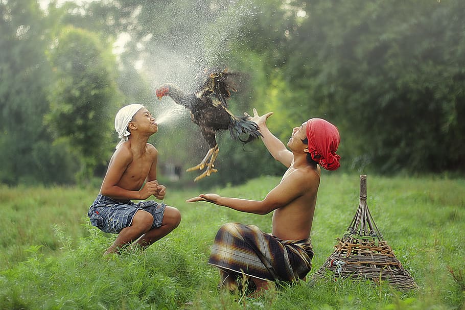 two, men, playing, black, chicken, daytime, Child, Indonesian, Culture, older child, indonesian