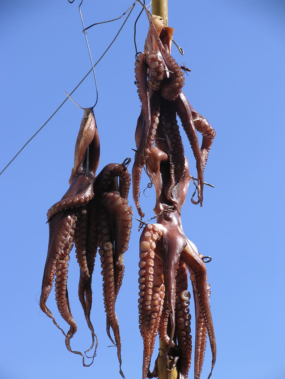Octopus, Squid, Dried Fish, fish, holiday, sky, greece, dry, hang, food
