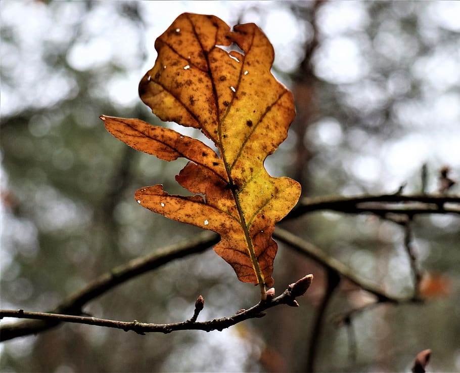 oak leaf, mood, november, vanishing, leaf, plant part, autumn, change, plant, focus on foreground