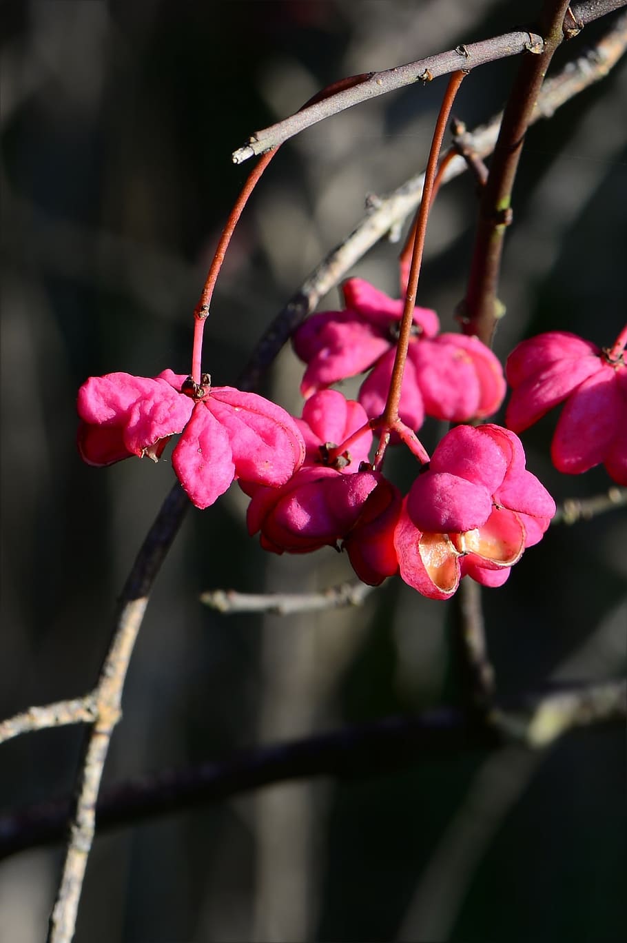 spindle, pink, berries, fruits, fortunei, pfaff copings, priest cape perl, spill tree, euonymus, celastraceae