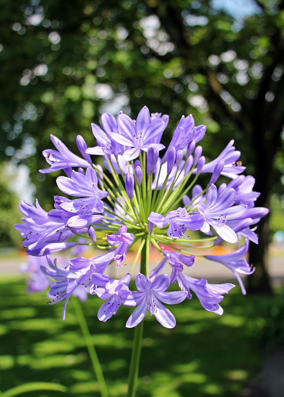 shallow, focus photography, purple, lily, nile flower, agapanthus, love flower, flower, blue, jewelry lilies greenhouse