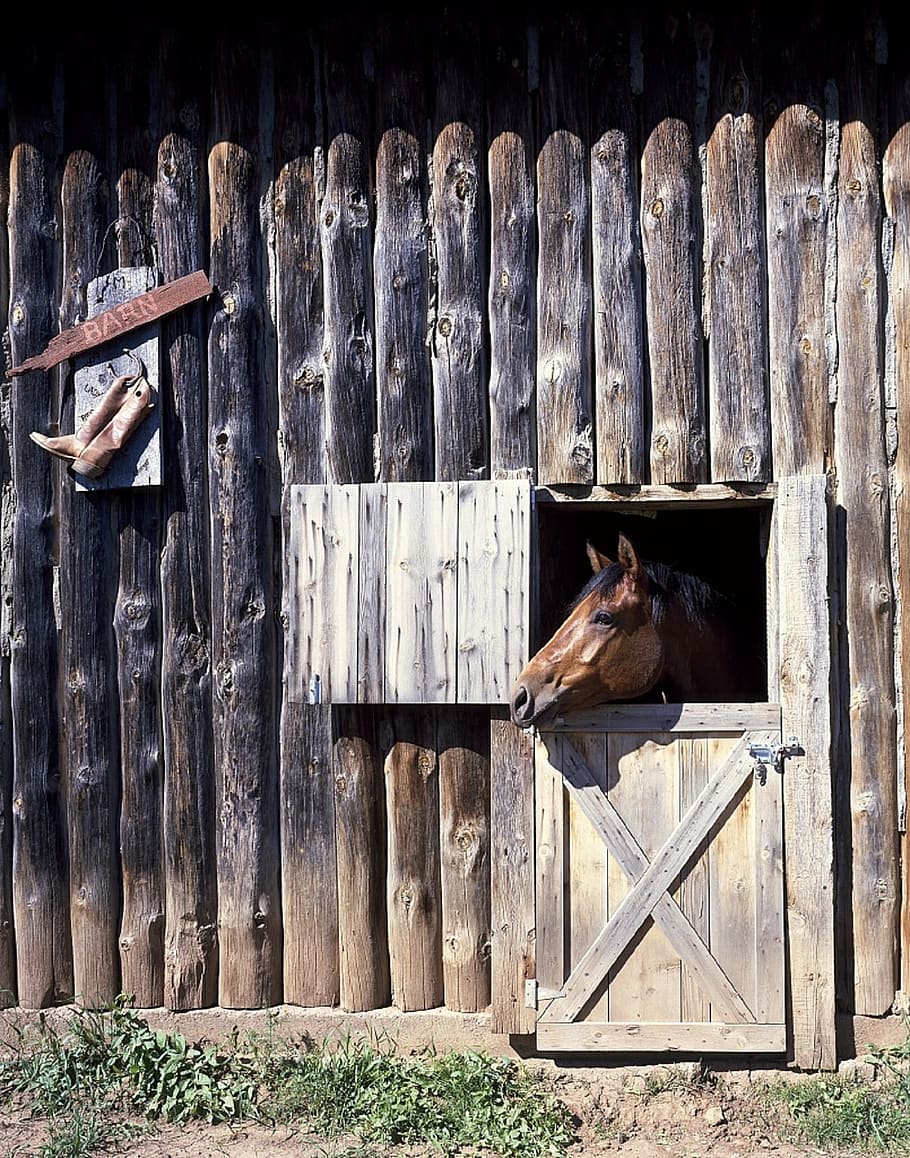 cavalo, celeiro, porta, cabeça, rancho, equino, estável, rurais, marrom, rústico