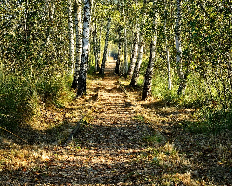 birch, avenue, birch avenue, forest nature, away, path, hiking, holiday, recovery, migratory path