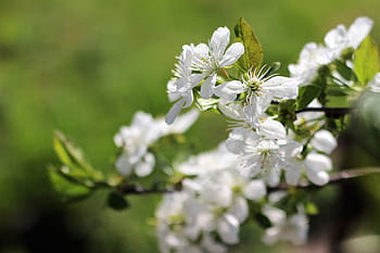 Fotos Flor de durazno libres de regalías | Pxfuel