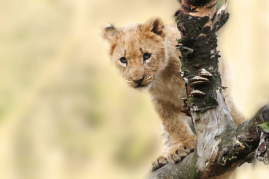 lion cub, tree branch, lion, animal, nature, predator, big cat, wild, panthera leo, animal world