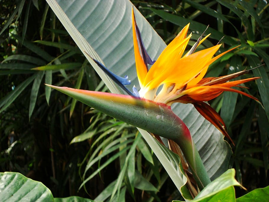 bird, paradise flower, Bird Of Paradise Flower, birds of paradise, blue red yellow orange, family strelitziaceae, colorful flowers, color, foliage, green