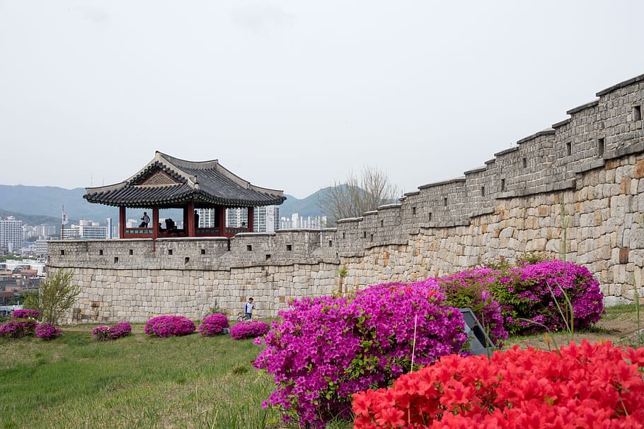 suwon hwaseong, mars, unesco, world cultural heritage, northwestern each day, flowers, castle, nature, architecture, built structure