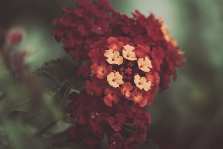 selektif, foto fokus, putih, merah, bunga lantana, tertutup, menembak, daun bunga, bunga, mekar