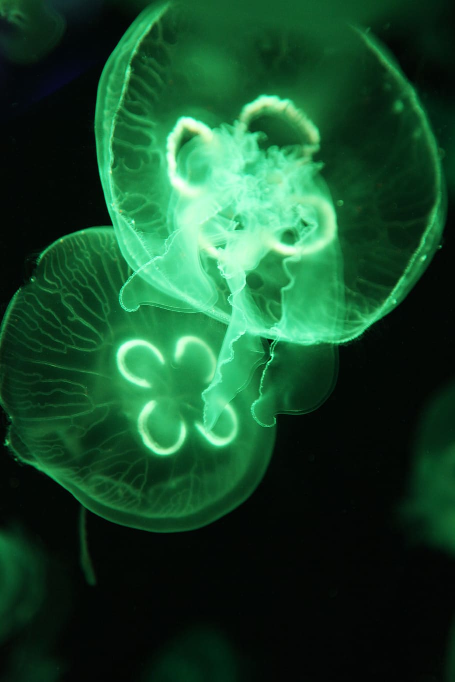 green, jellyfish, aquarium, underwater, decorative, aquatic, water, marine, wildlife, jellies