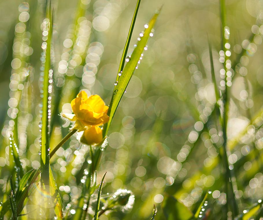 close, photography, yellow, flower, green, plants, daytime, meadow, dewdrop, dew