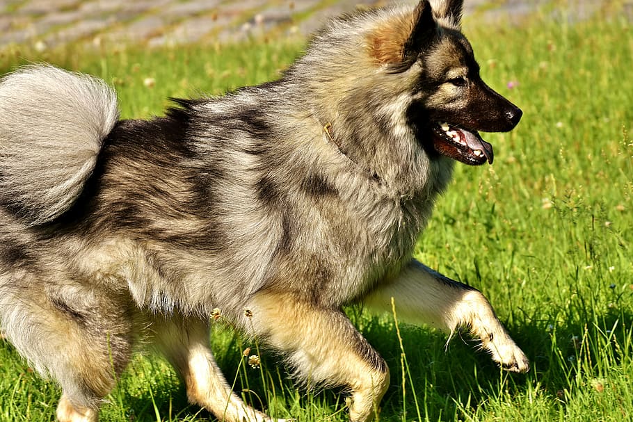 eurasier adulto, corriendo, campo de hierba, día, eurasiáticos, perro, raza, raza canina, mascota, pelaje