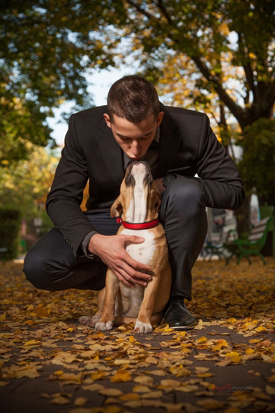 man, black, suit, brown, american pit bull terrier, outdoor, dog, autumn, mammal, domestic