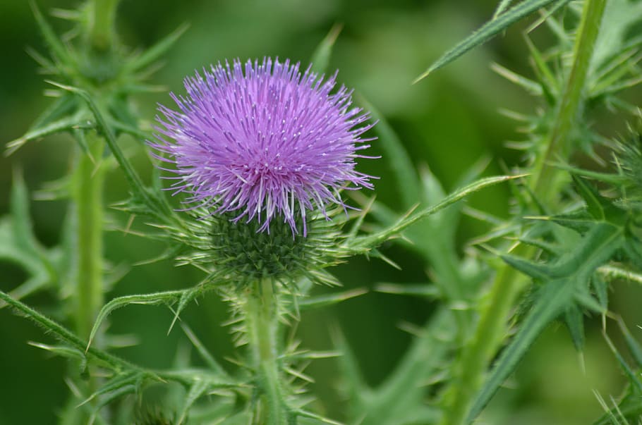 cardo, flores, verano, naturaleza, violeta, plumas, salvaje, francia,  planta, flor silvestre | Pxfuel