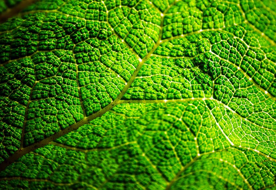 macro photography, leaf, background, close-up, detail, droplet, eco, ecology, environment, flora