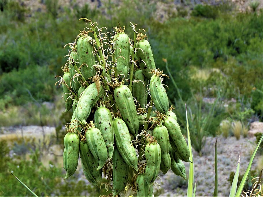 cactus, seed pods, hiking, desert, big bend, texas, food, nature, agriculture, freshness