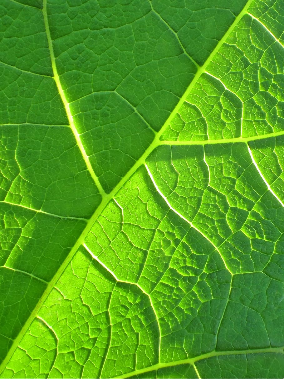 Купить зеленый лист. Зеленый лист. Текстура листвы. Зеленые листья фон. Текстура листа растения.