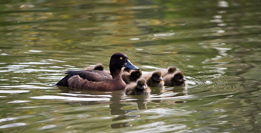 duckling, ducklings, baby ducklings, cute, fluffy, brown, mother duck, pochard, common pochard, bird