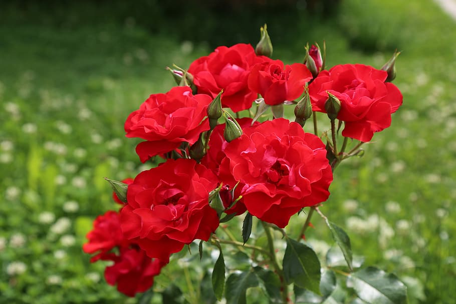rose, roses, nature, plant, red rose, rose pictures, the rose garden, rosewood, algul, flowering plant