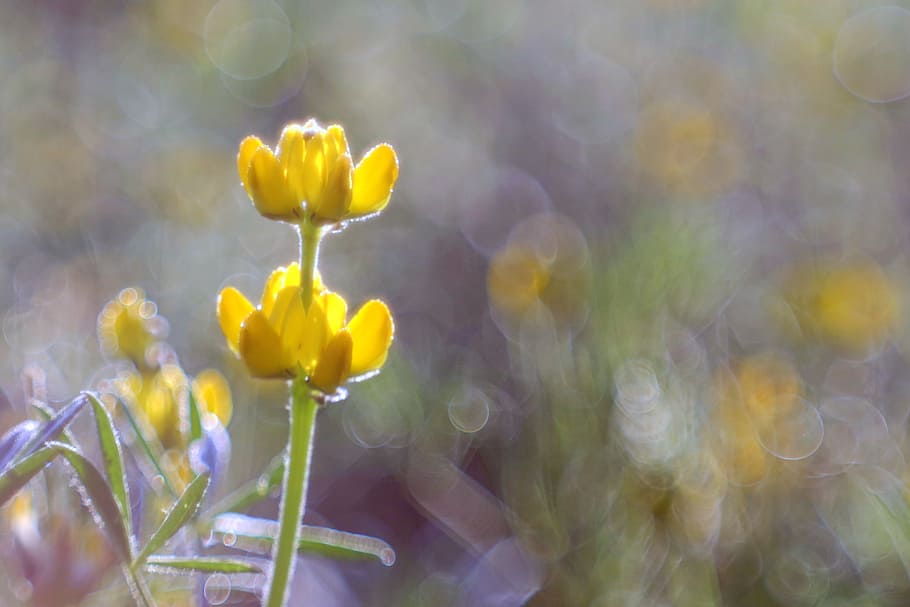 selektif, fokus fotografi, kuning, bunga petaled, bunga, padang rumput, warna, rosa, bokeh, blur
