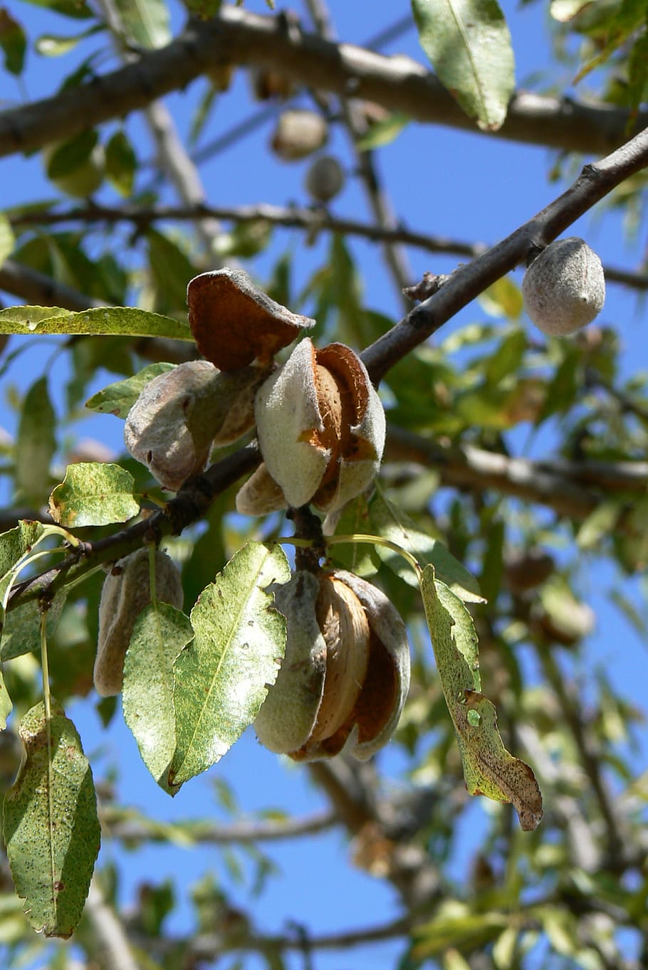 tree, fruit, branch, nature, plant, almond tree, almonds, growth, beauty in nature, focus on foreground