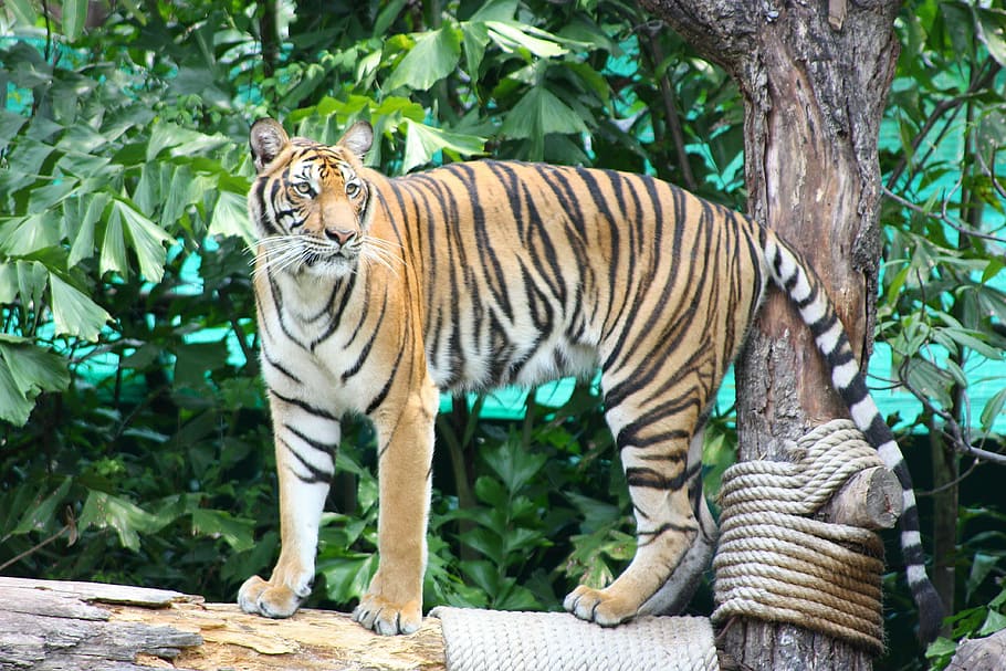 tiger, the prisoner, nature, zoo, stripe, yellow, black, tree, wild animal, the impressive