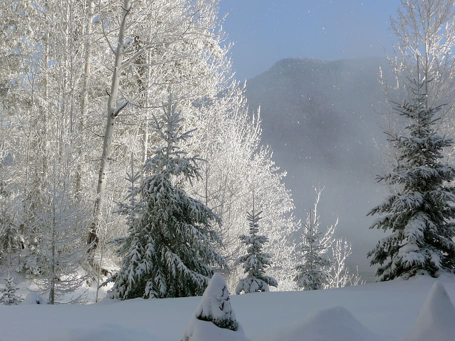 雪, いっぱい, 木の写真, 昼間, 冬, 早朝, 霧, カニム湖, ブリティッシュコロンビア州, カナダ