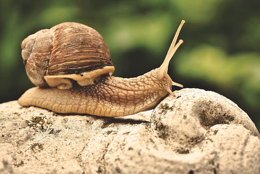 snail, shell, mollusk, probe, mucus, crawl, slowly, casing, animal, nature