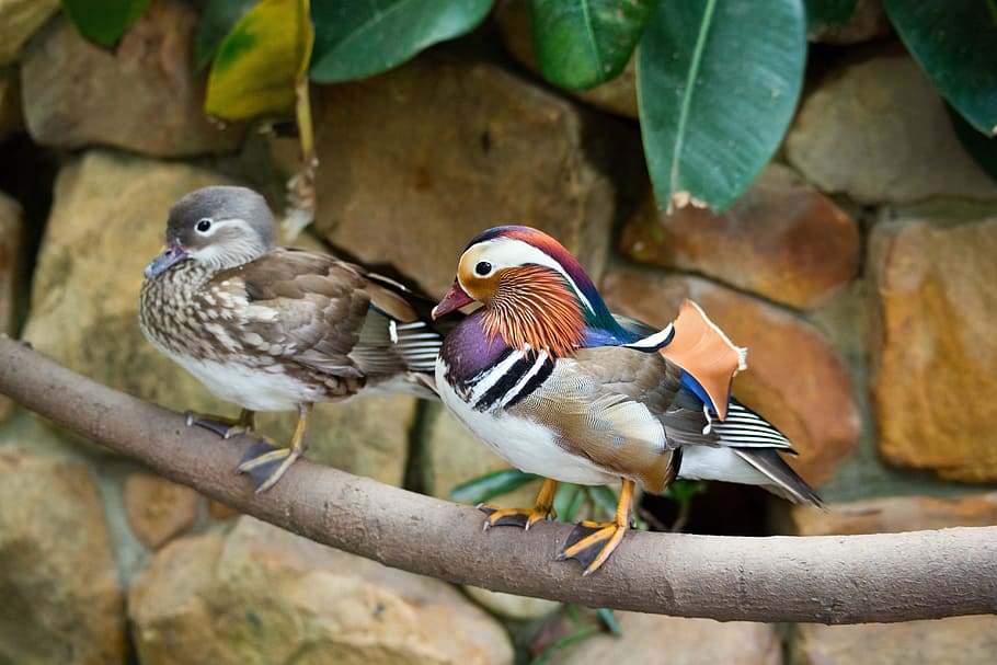 dos, pico corto, marrón, multicolor, pájaros, patos mandarines, patos, par, plumas coloridas y vibrantes, pájaro