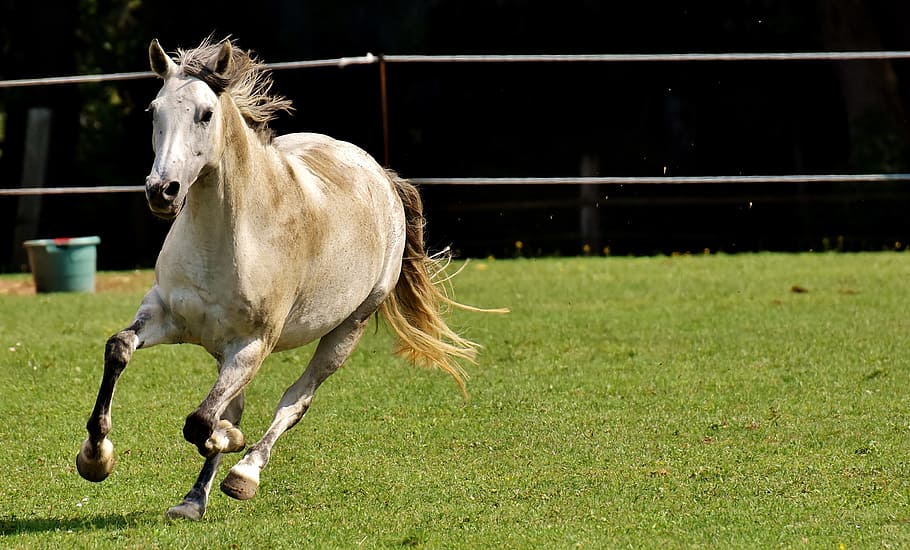 Пони бежит со скоростью 21. Лошадь бежит. Лошади летом. Пони лошадь в беге. 3 Летняя лошадь.