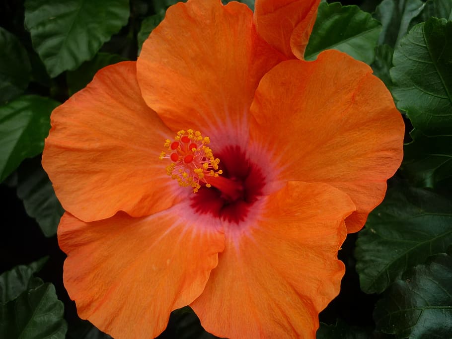 Hibiscus, Magnificent, Orange Blossom, tropical, houseplant, not winter-hardy, nature, flower, plant, petal