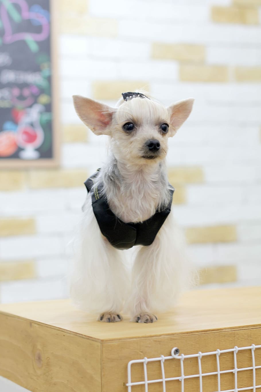 Chan, Puppy, Ilsan, chan has, republic of korea, no dogs, dog, yorkshire, silver, pets