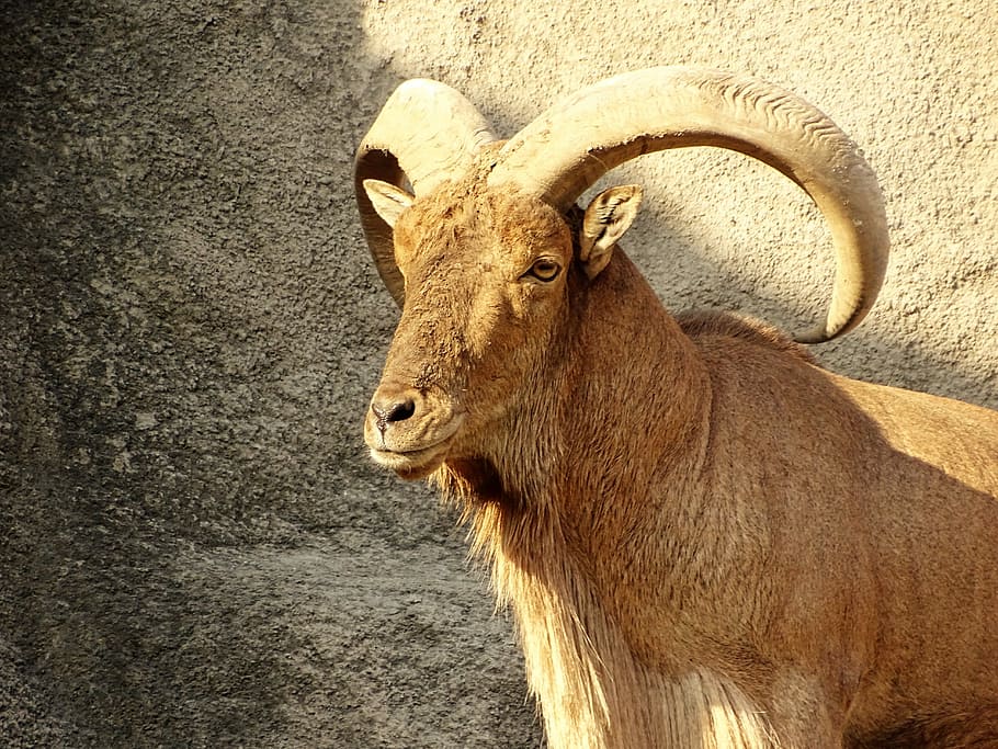 Ibex, Beast, Wild Goat, Goat, Horn, cliff, horn, animal, nature, ungulates, hair
