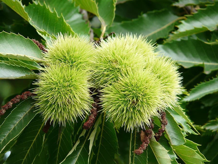 chestnut, castanea sativa, castanea, tree, fruit, edible, plant, prickly, green color, leaf
