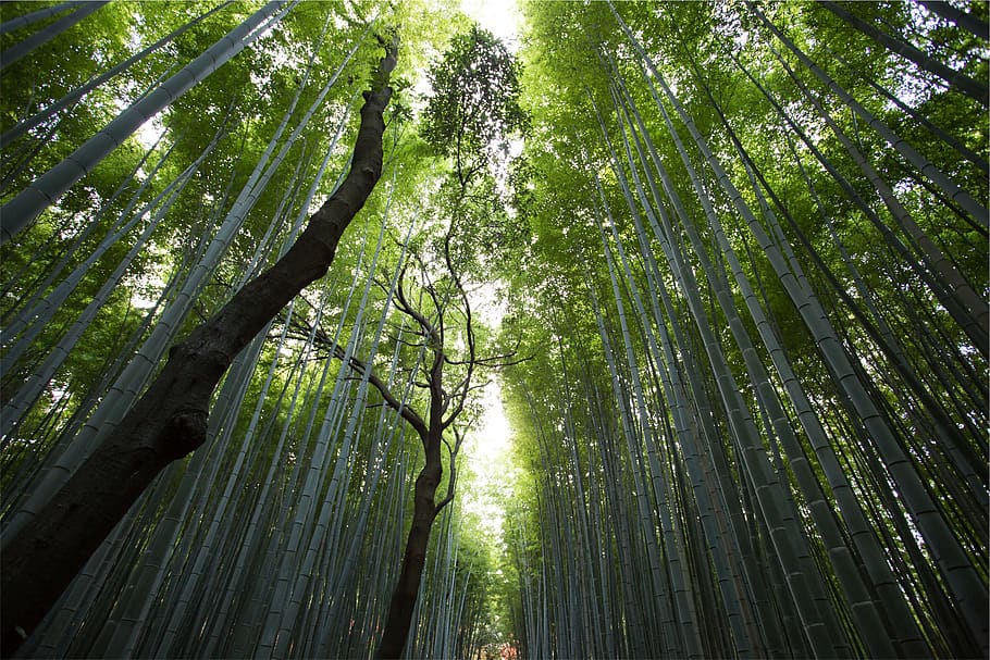 pohon, hutan, alam, menanam, keindahan di alam, pertumbuhan, tampilan sudut rendah, warna hijau, tanah, rumpun bambu