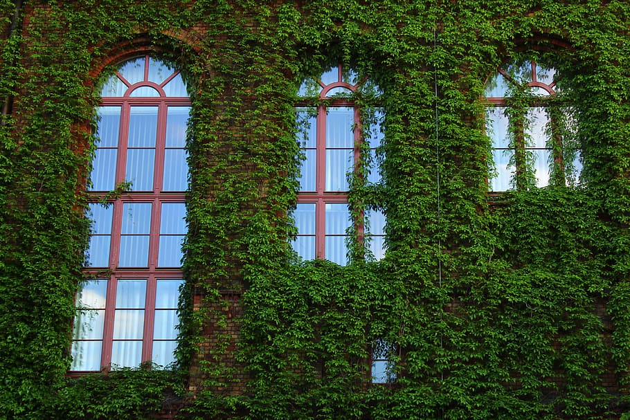 la ventana, plantas, verde, fachada, arquitectura, viñas, estructura construida, planta, edificio, ventana