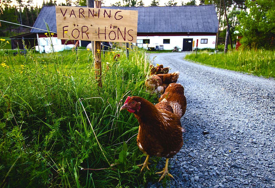 Hens, Hen, Farmhouse, Sweden, Nature, warning, domestic animals, grass, animal themes, outdoors
