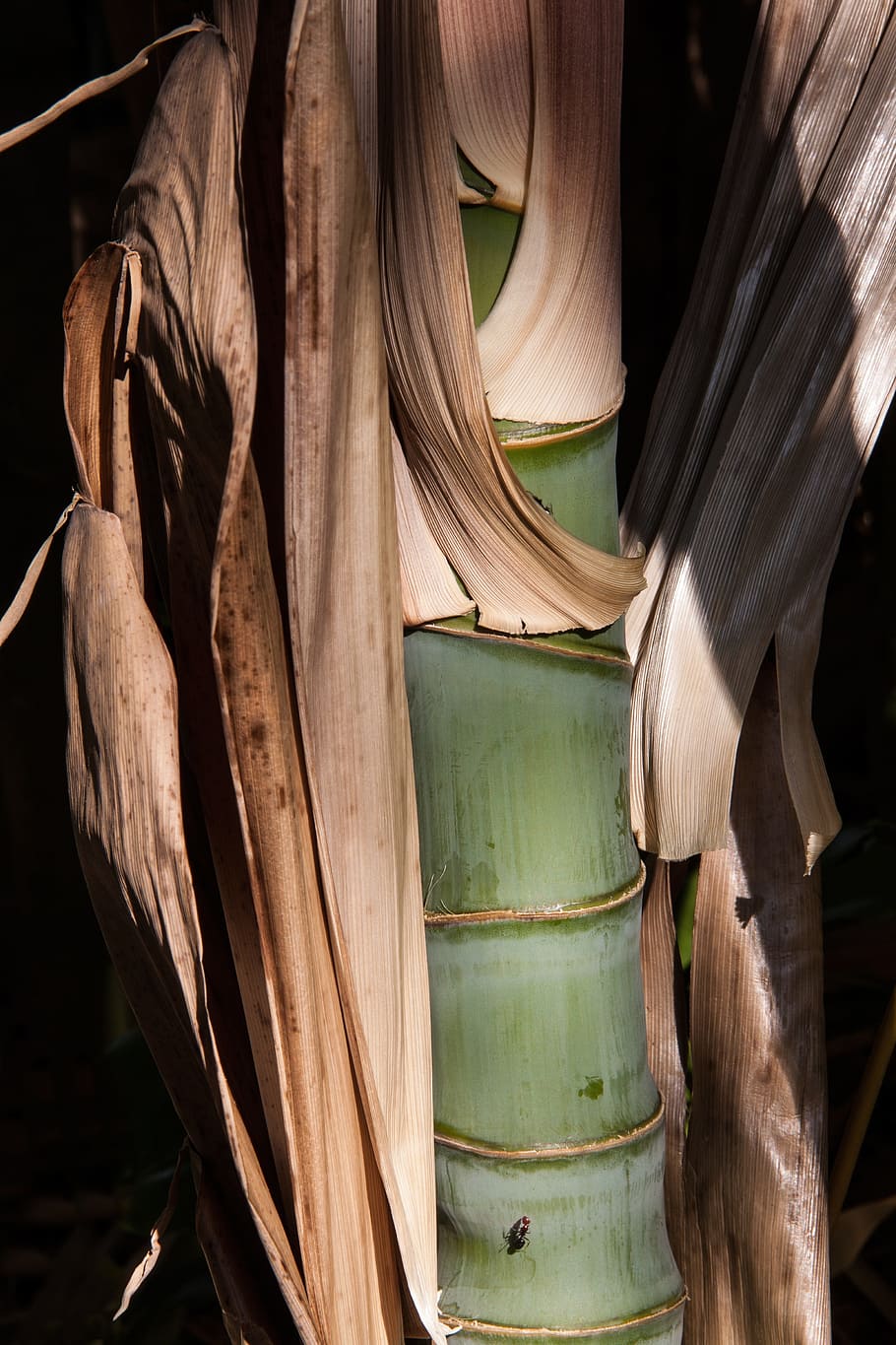 bambú verde, bambú, brote de bambú, hierba, plantas de bambú, grasartig, lignificante, aireado, menuda, coronas de hojas