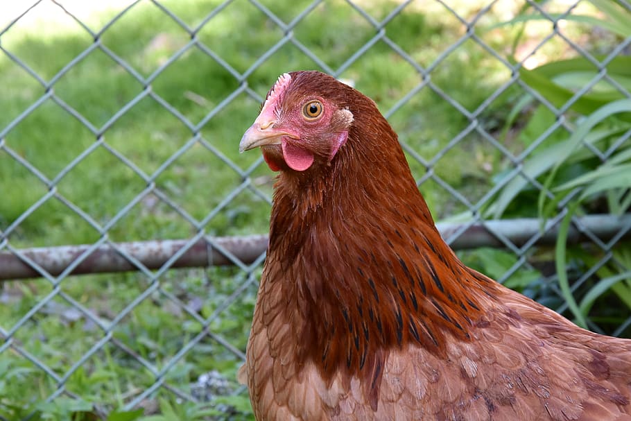Hen, Chicken, Village, Bird, Pen, the hen, animal, poultry, organic chicken, rural areas