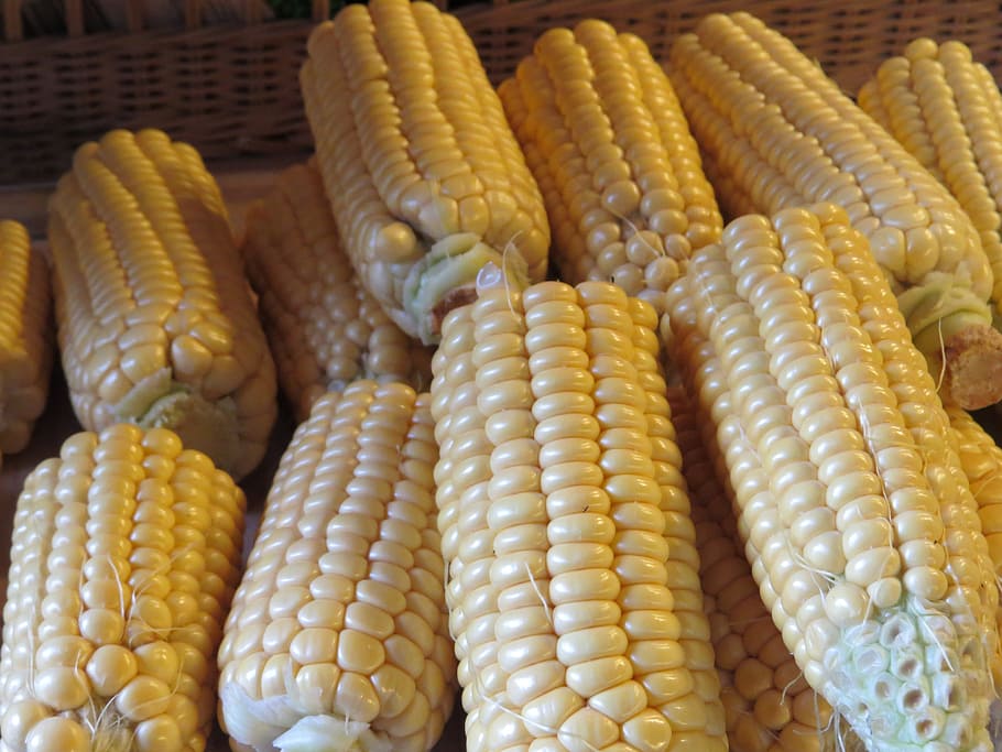 Corn On The Cob, Cereals, Food, corn, sweetcorn, food and drink, cereal plant, vegetable, wellbeing, yellow