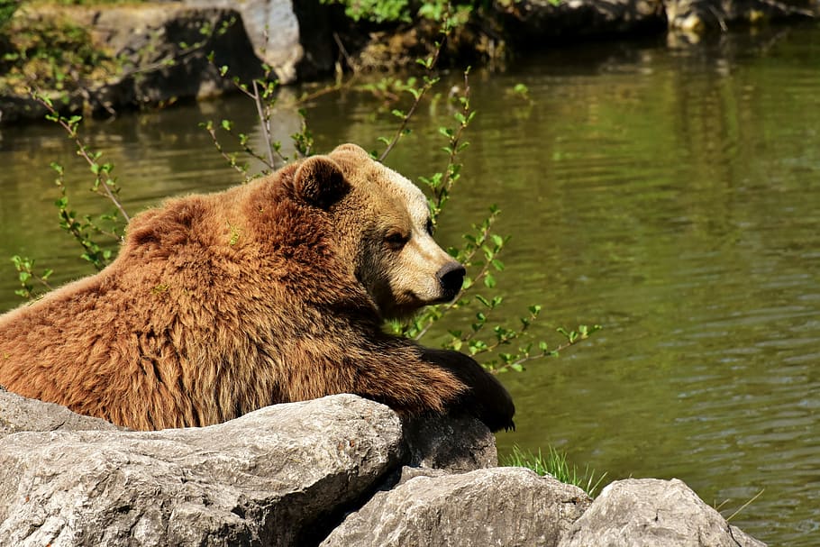 polar, oso, gris, roca, oso pardo europeo, jugar, juntos, divertido, oso pardo, parque natural