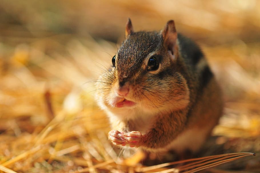 close-up photo, grey, white, rodent, brown, leaves, close-up, chipmunk, fall, wild